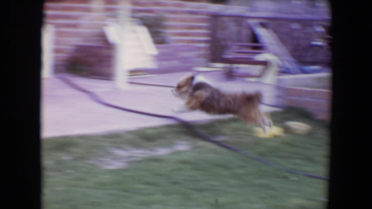 Small dog running beside a patio with a hose and brick wall.