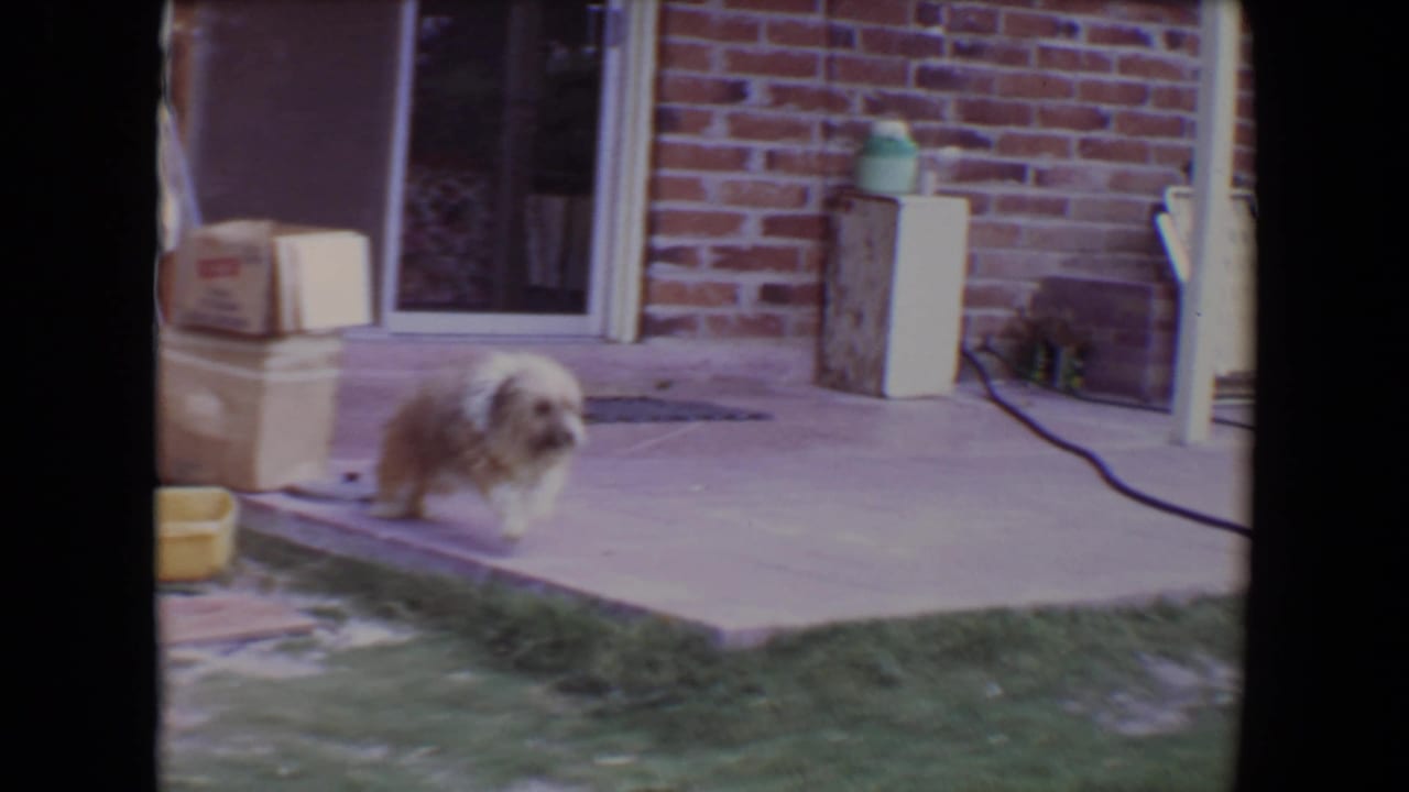 In this 1961 Flagstaff, Arizona frame, the small dog pauses near the edge of a concrete patio by a brick house with a sliding glass door, boxes, a hose, and a yellow container nearby.