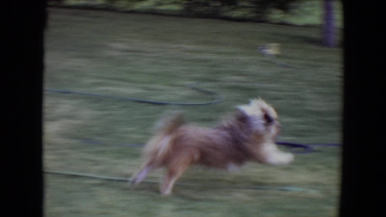 In this 1961 Flagstaff, Arizona 8mm frame, the small dog runs quickly across the backyard lawn with strong motion blur, a garden hose, and trees or shrubs in the background.