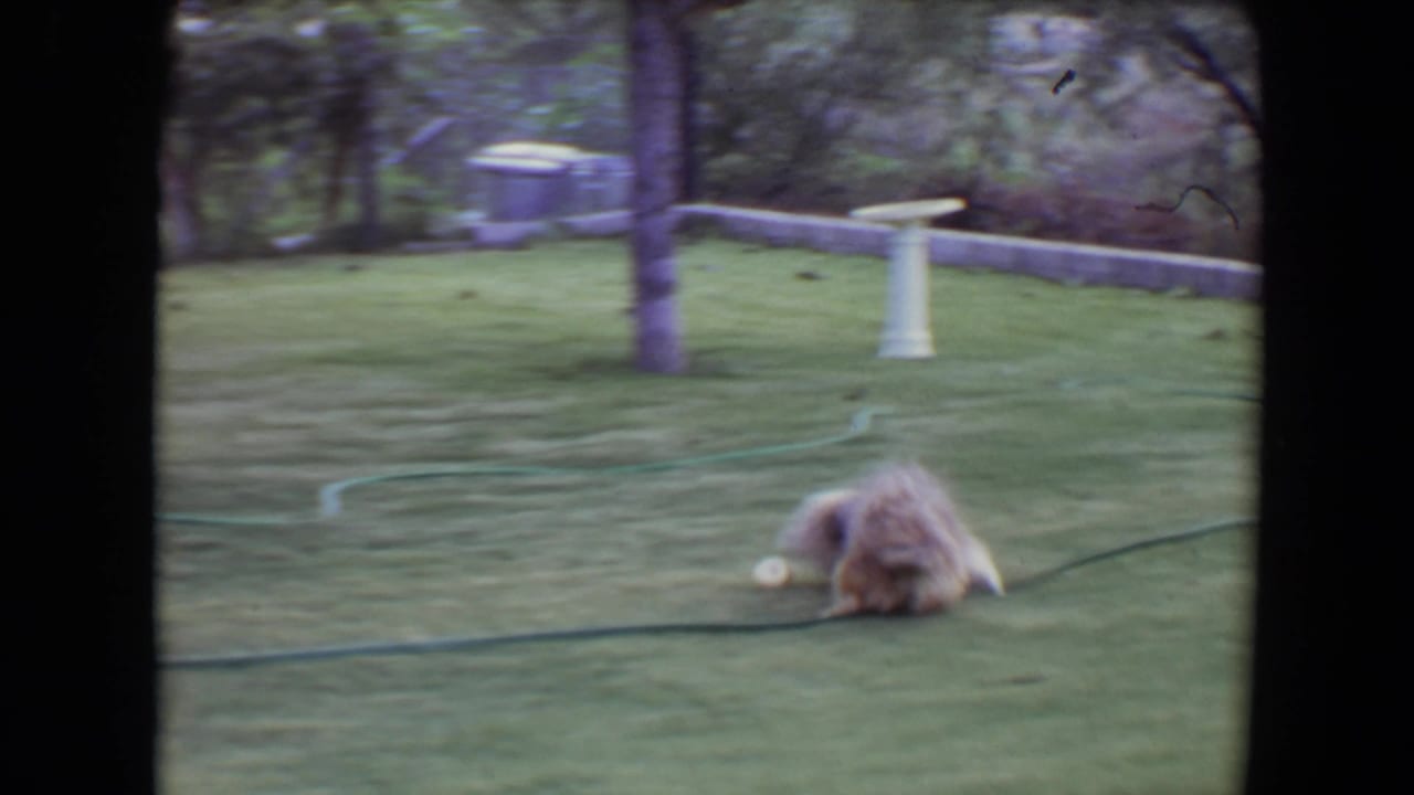 Small fluffy dog crouches near a ball on a green backyard lawn.