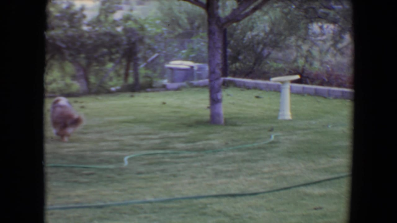 A small dog moves across a Flagstaff backyard lawn in 1961 footage, with trees, hose, birdbath, and yard bin visible.