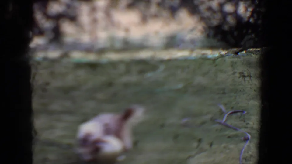 Soft-focused 8mm frame shows the small dog close to the camera with a ball on the Flagstaff backyard lawn.