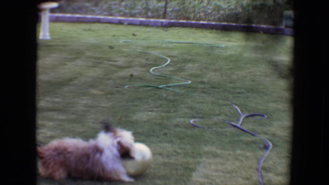 Long-haired dog lies on grass beside a pale ball in a backyard.