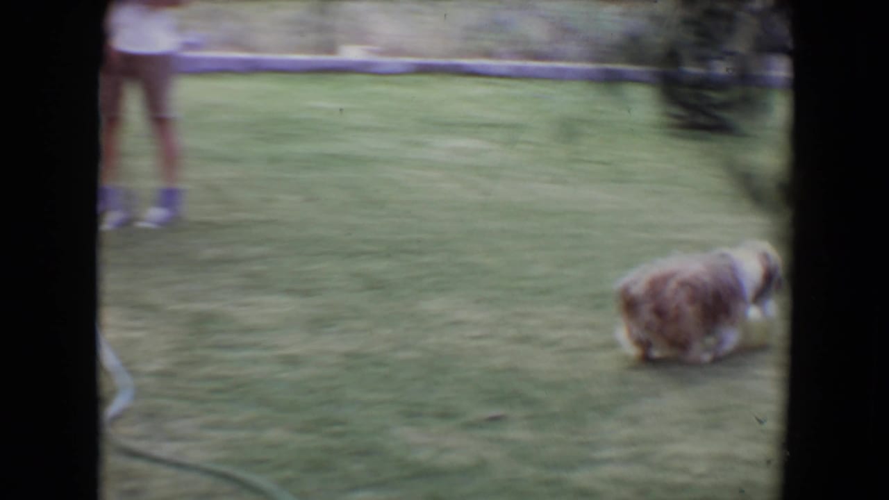 Long-haired dog moves across the lawn while adult legs appear near the top edge.