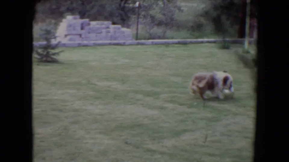 1961 Flagstaff home-movie frame showing a long-haired dog exploring a green lawn with a low stone wall and trees behind it.