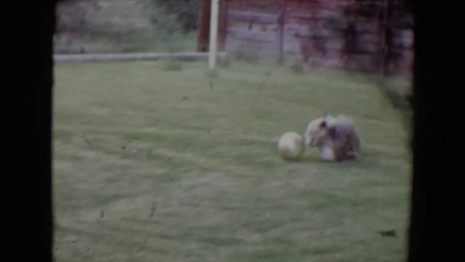 1961 Flagstaff frame showing a long-haired dog near a pale ball on the lawn, with a post and stacked materials in the background.