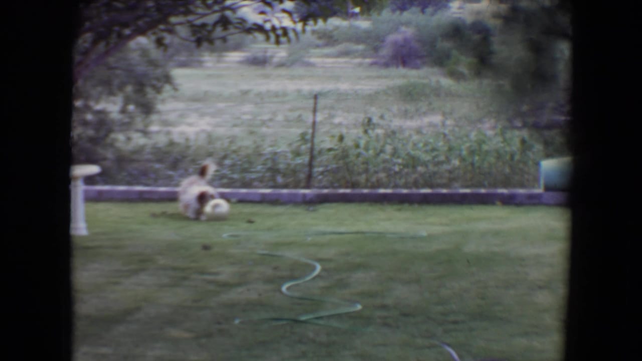 Small fluffy dog near a pale ball on a green lawn with a hose and birdbath visible.