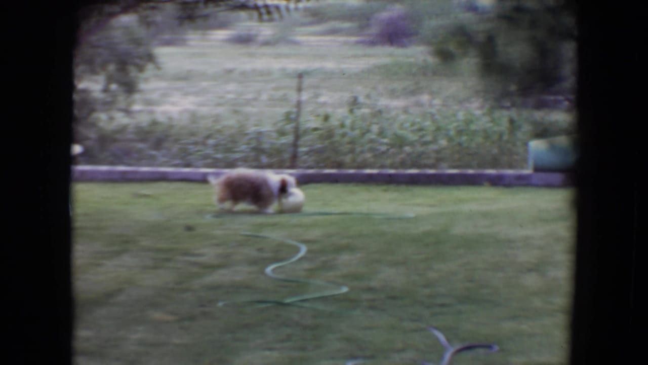 Small dog moves across the lawn beside a pale ball, with a garden hose in front.