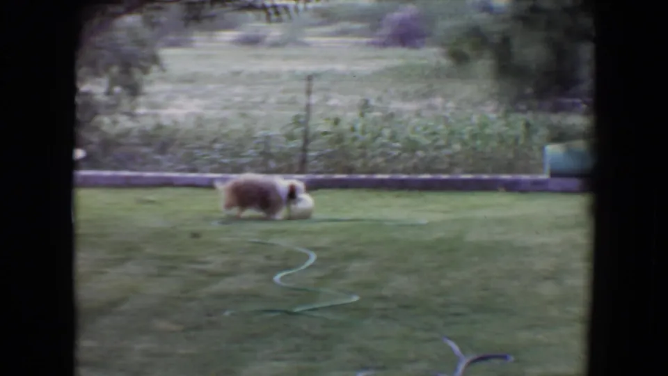 Small fluffy dog moves across a Flagstaff lawn beside a pale ball, framed by dark 8mm borders with shrubs and a low wall behind.