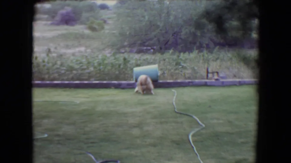 Small dog faces away near a pale ball on a 1961 Flagstaff backyard lawn, with a hose, low wall, and shrubs in soft 8mm color.