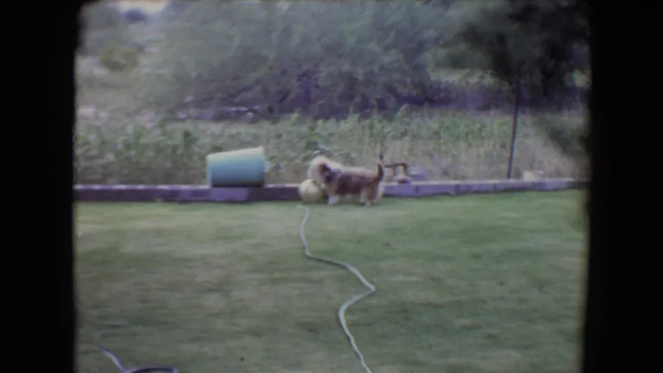 Small dog stands beside a pale ball near a low wall in a Flagstaff yard, with a hose crossing the grass in the 1961 home-movie frame.