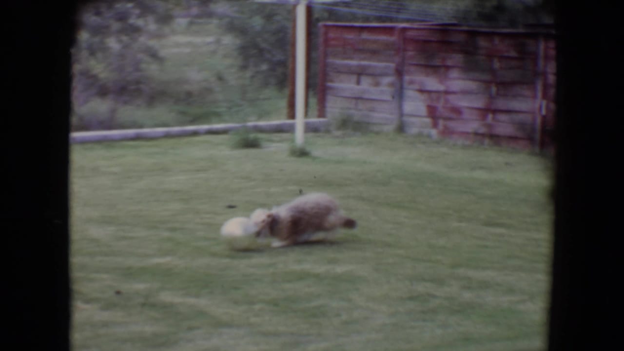 In 1961 Flagstaff home-movie footage, a long-haired brown and white dog lies on a lawn beside a pale ball near a wooden fence.