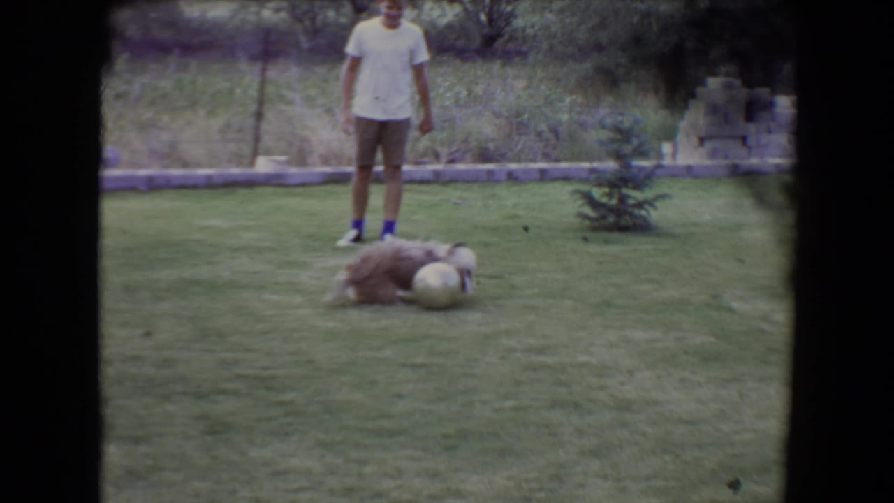 Dog playing with a pale ball on grass while a person stands in the background.