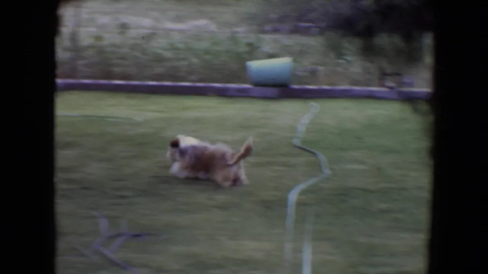 The dog runs across the grass in 1961 Flagstaff footage, with a garden hose and low border visible in the backyard.