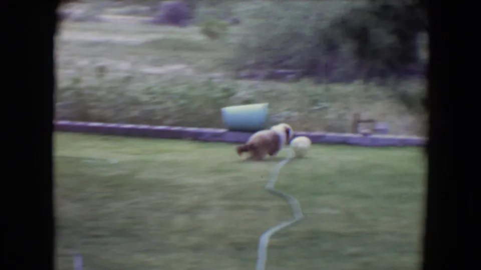 A long-haired brown and white dog follows a pale ball near the edge of a Flagstaff backyard lawn in soft 8mm footage.