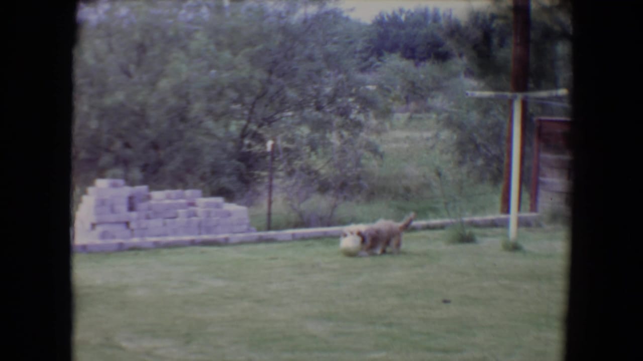 Fluffy dog nudges a soccer ball on a grassy backyard lawn.