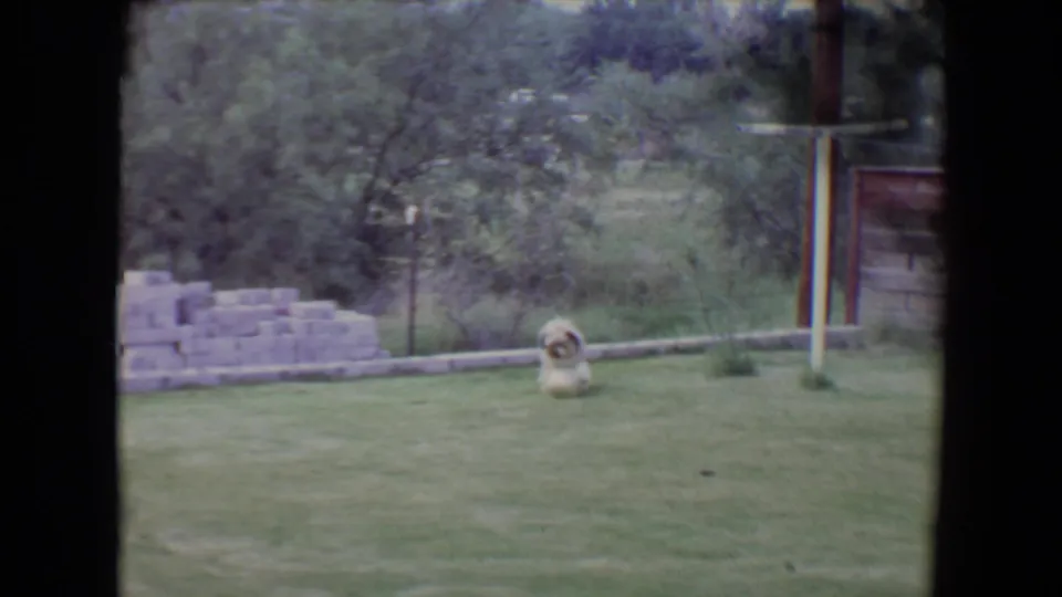 1961 Flagstaff home-movie frame of the dog facing forward with the soccer ball on grass near blocks and trees.