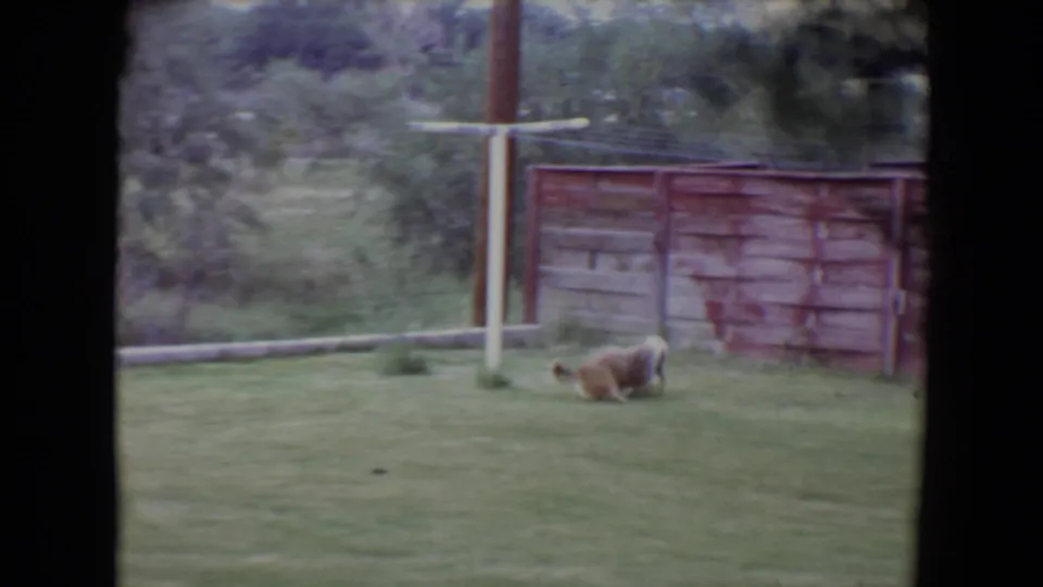 1961 Flagstaff backyard frame showing the dog and soccer ball near a wooden fence with grass and trees around the yard.