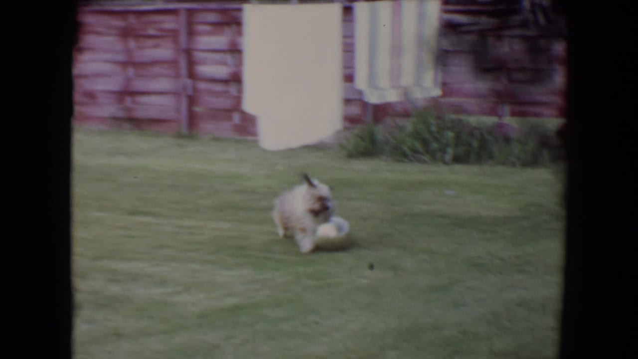 The small puppy runs across the Flagstaff lawn with the large pale ball, framed by a red fence and laundry in the background.