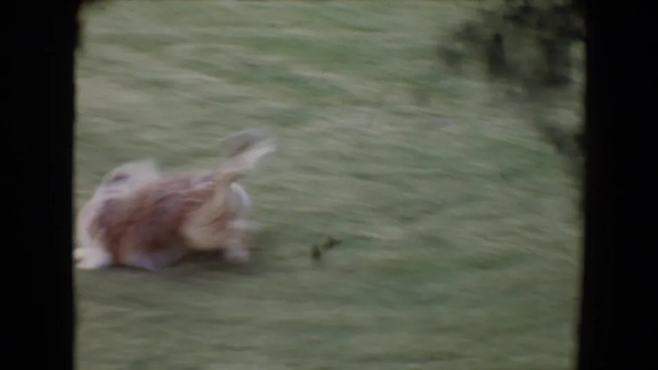 The puppy appears blurred by quick movement as it races after the pale ball across the 1961 backyard lawn.