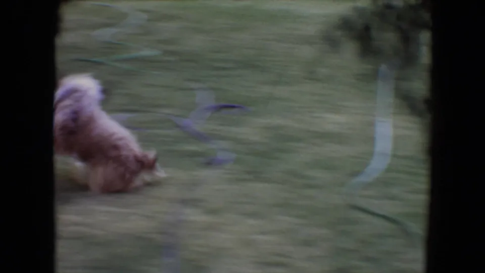 The puppy crouches or tumbles near the pale ball on the Flagstaff lawn, with a garden hose and yard details visible.