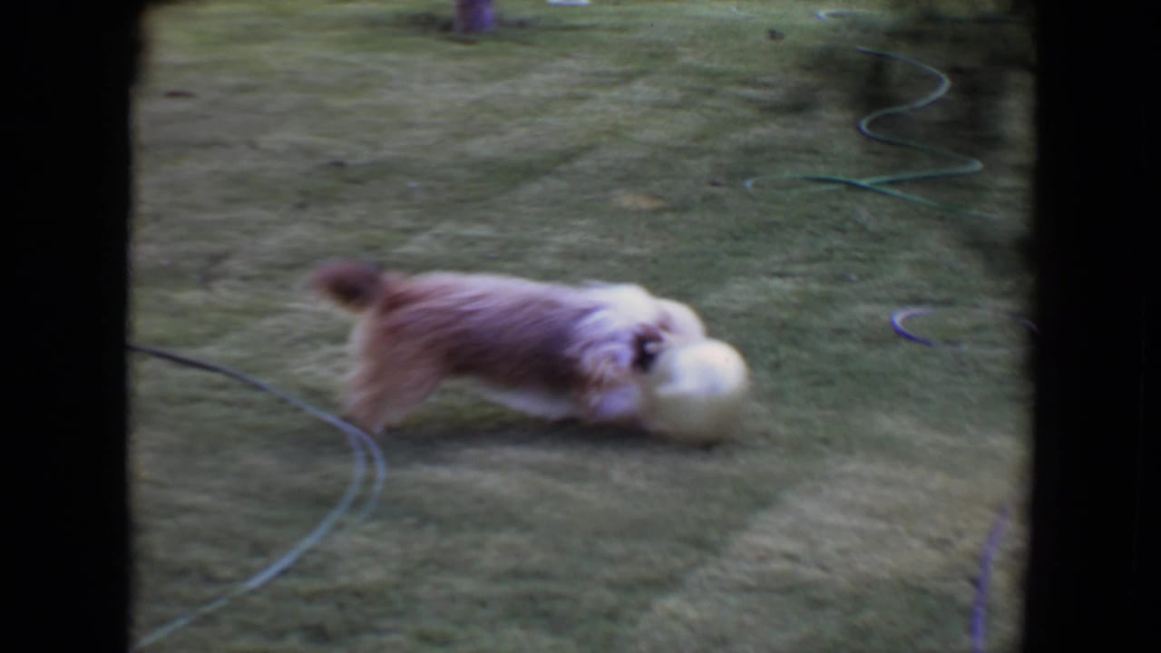 Fluffy light-brown dog pushes a pale ball across a grassy lawn.