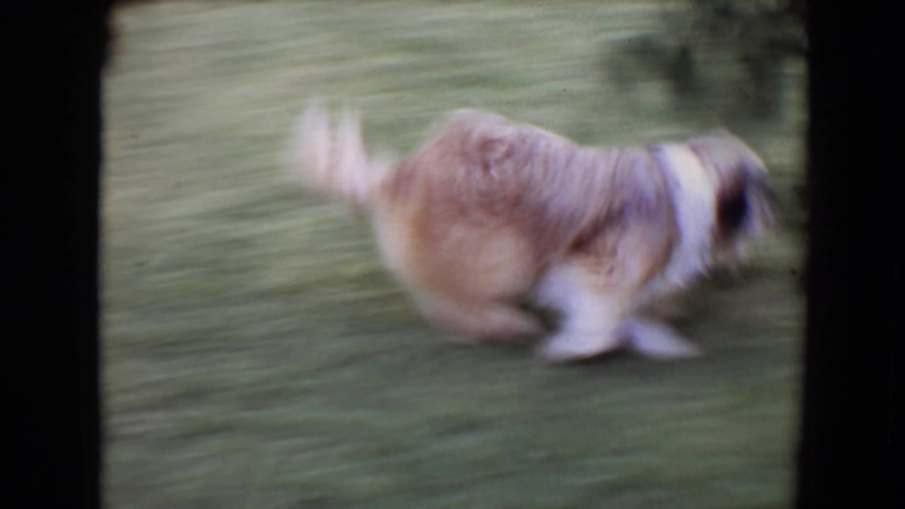 A fluffy light-brown dog runs across the backyard grass in motion-blurred 8mm footage from Flagstaff, Arizona.