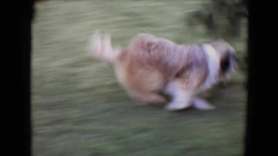 A fluffy light-brown dog runs across the backyard grass in motion-blurred 8mm footage from Flagstaff, Arizona.