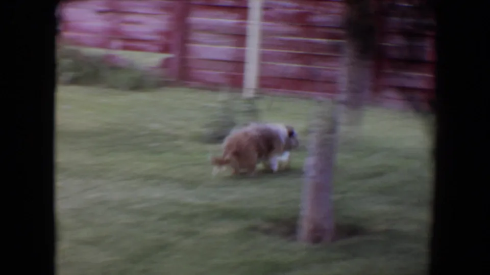 The dog moves across a grassy backyard with tree trunks and a red wooden fence visible in the 1961 home-movie frame.
