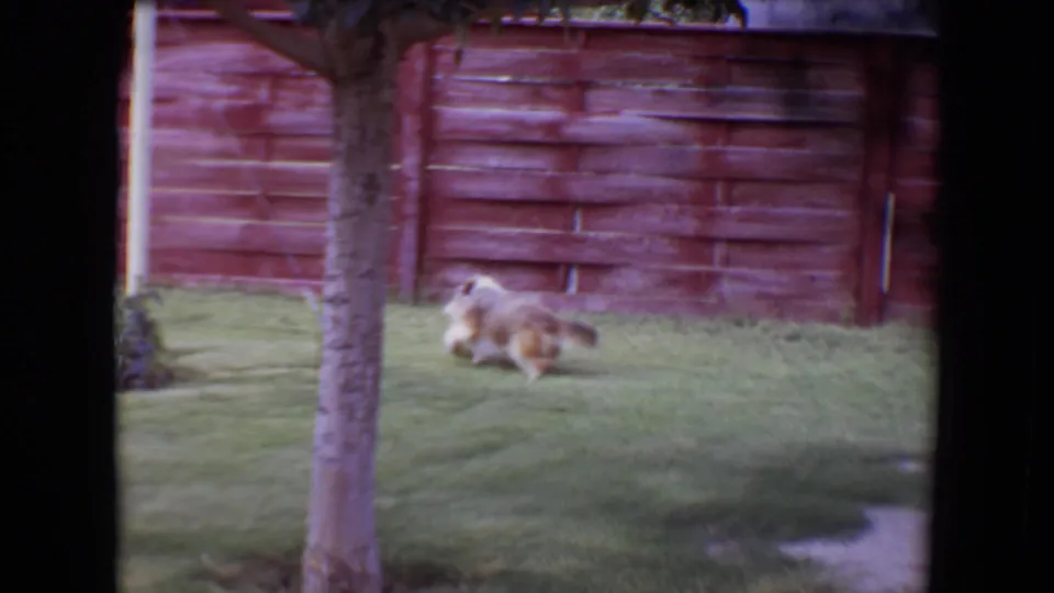 A fluffy dog runs along the backyard lawn near a tree trunk and red wooden fence in 1961 Flagstaff 8mm footage.
