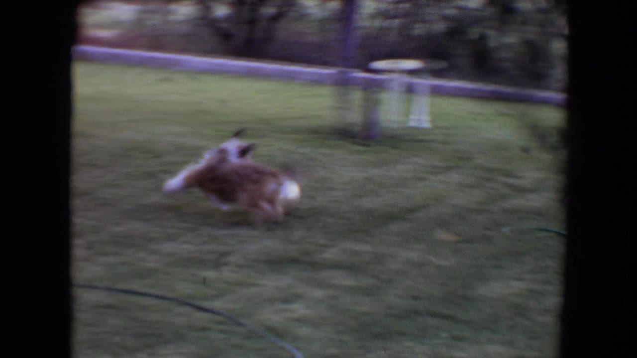 Small fluffy dog running across a green lawn near tree trunks and a garden object.