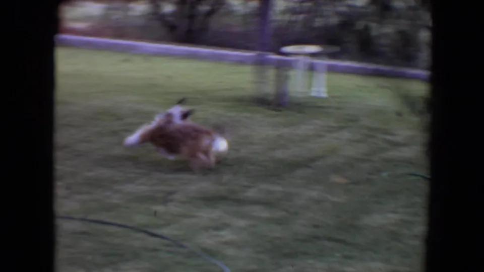 In 1961 Flagstaff home-movie footage, a small fluffy dog runs across a backyard lawn with trees and a garden feature nearby.