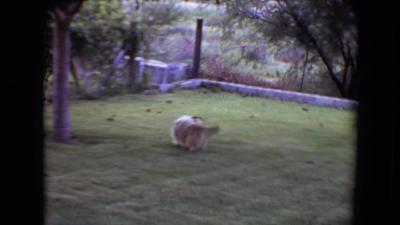 Small dog crossing the lawn near a tree trunk, shrubs, and low stone wall.