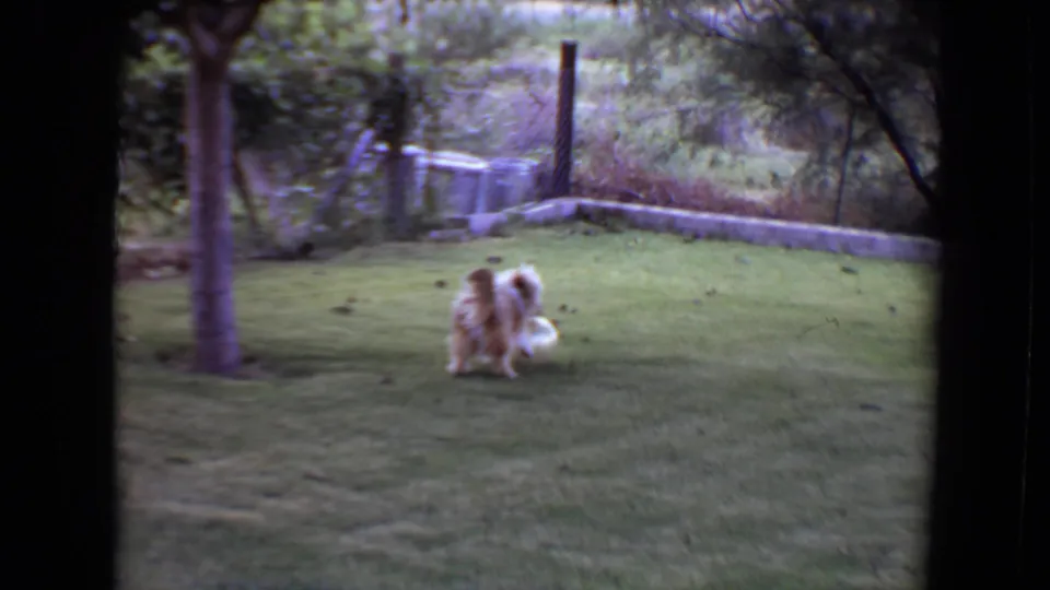 A small fluffy dog pauses by a white ball on the lawn, framed by a tree trunk and backyard greenery in the 1961 footage.