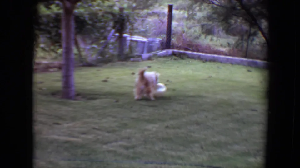 The dog lowers toward the white ball in the grassy Flagstaff yard, with trees, shrubs, and a low wall in the background.