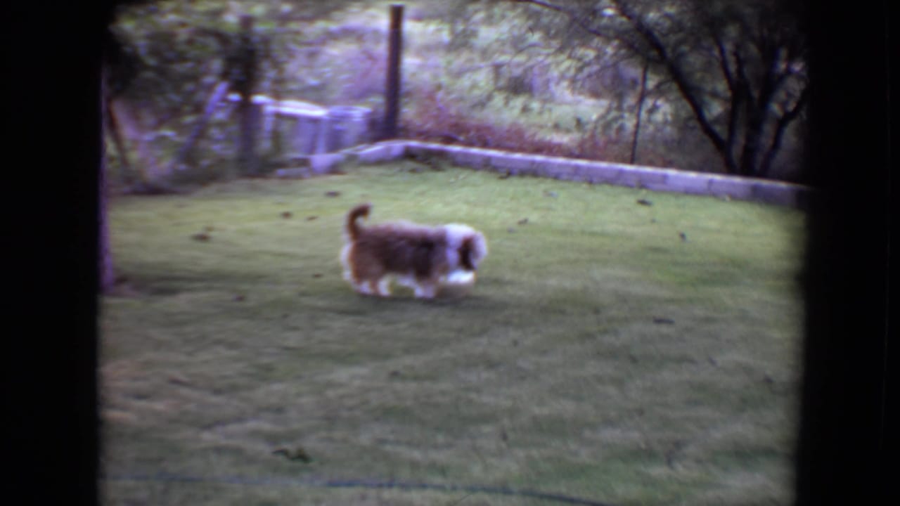 Small brown-and-white dog standing on a grassy lawn with trees and a low wall behind it.