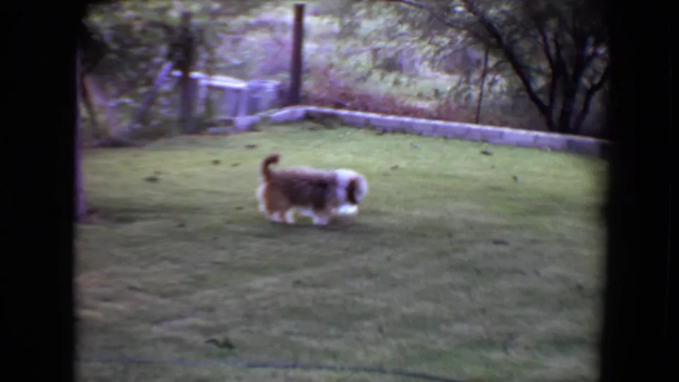 In 1961 Flagstaff home-movie footage, a fluffy brown-and-white dog stands on a green backyard lawn framed by trees and a low stone wall.