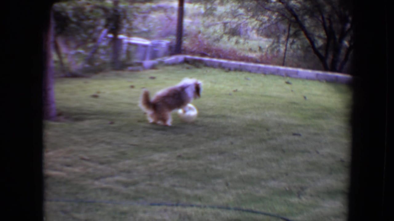 The brown-and-white dog lowers its head toward a white ball in a Flagstaff backyard, with trees and a low wall in the background.