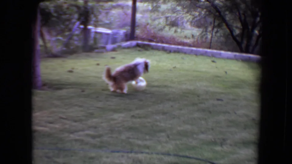 The brown-and-white dog lowers its head toward a white ball in a Flagstaff backyard, with trees and a low wall in the background.