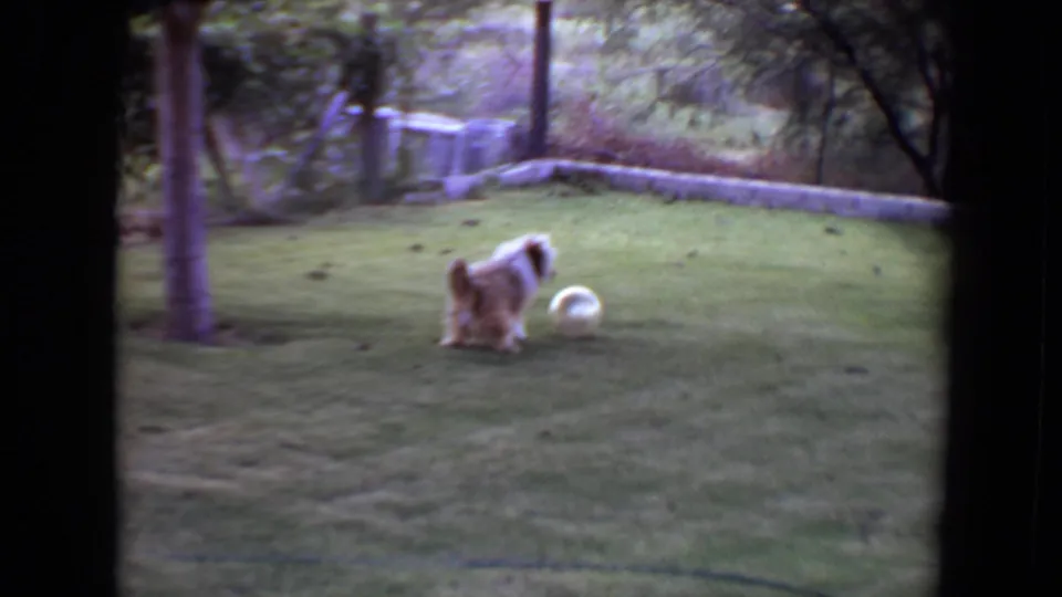 A fluffy dog stands close to a white ball on the lawn, captured in soft, grainy 8mm color with backyard trees behind it.