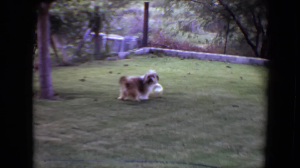 The dog moves alongside the white ball on the Flagstaff lawn, with scattered leaves, trees, and dark 8mm frame borders visible.