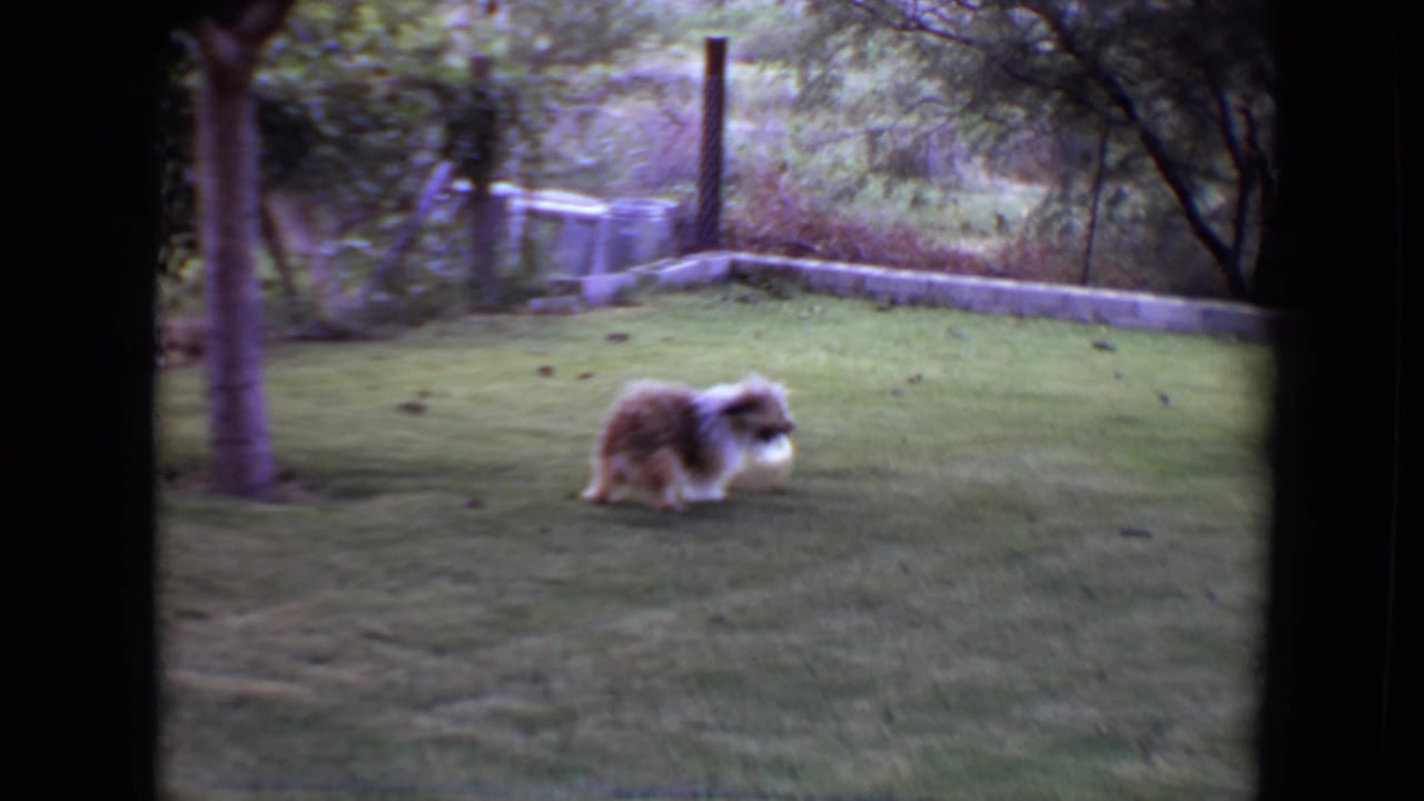 A small light-brown and white dog moves across a Flagstaff backyard lawn in 1961 home-movie footage.