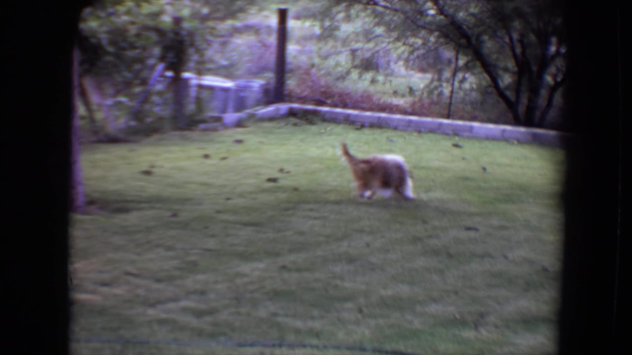 The small dog runs through the grassy yard, framed by trees and a low boundary wall in the background.