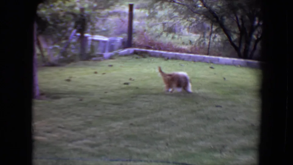 The small dog runs through the grassy yard, framed by trees and a low boundary wall in the background.