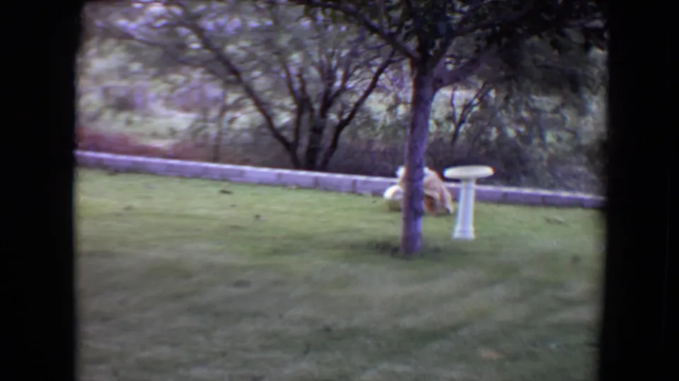 The dog passes near a tree trunk and white birdbath on a lawn in 1961 Flagstaff home-movie footage.