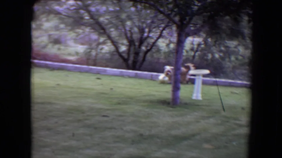The dog pauses or moves near the birdbath and tree, with the grassy yard and low wall still visible.