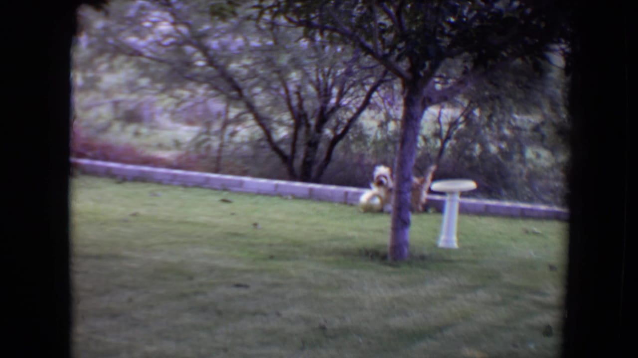 Shaggy dog sits or stands near a small tree and white bird bath on a grassy lawn.