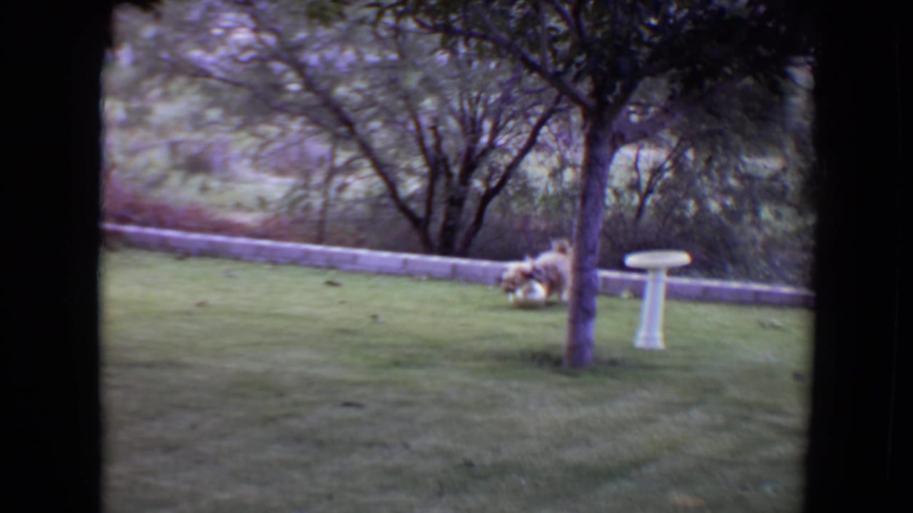 Shaggy dog bends near the tree while playing on the lawn beside a white bird bath.