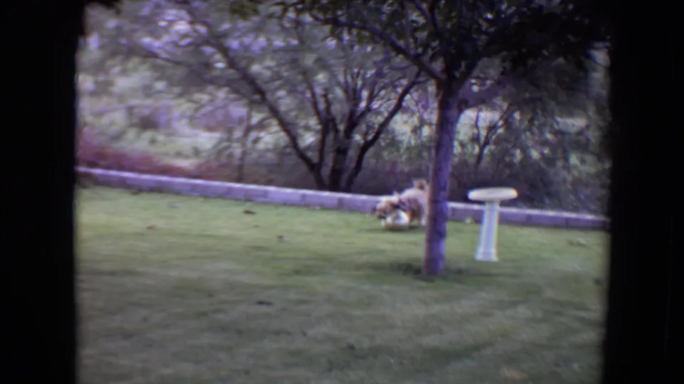1961 Flagstaff backyard footage shows the shaggy dog low to the grass near the tree, with a white bird bath and low wall behind it.