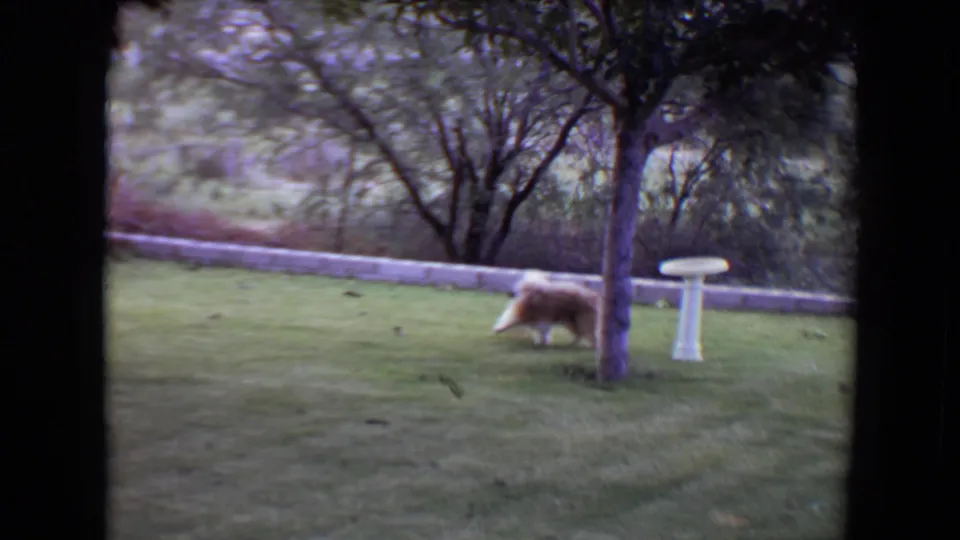 The shaggy dog moves across the 1961 Flagstaff backyard frame, passing the small tree and white pedestal bird bath on the grass.